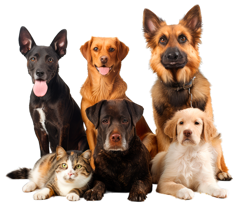 Veterinaria Scooby-Doo